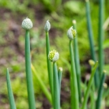 Zašto luk ide na strijelu i šta učiniti da to spriječimo?